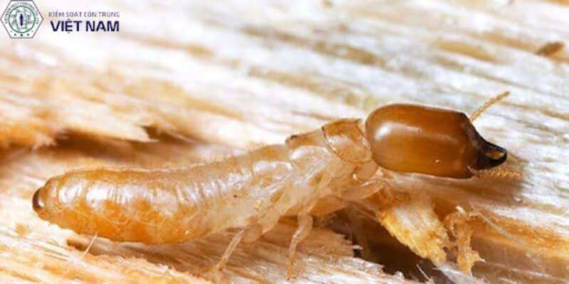 Hướng dẫn cách bạn cách dùng PMC90 hiệu quả