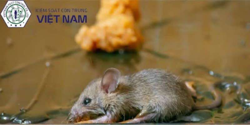 Keo dính chuột là gì?