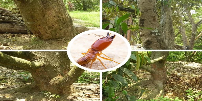 Lý do cần diệt mối ăn cây trồng