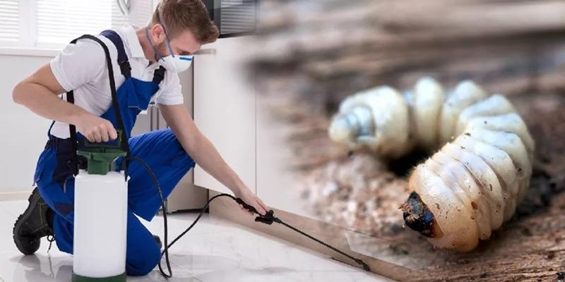 Lý do dịch vụ diệt mọt của Pest Control được tin tưởng