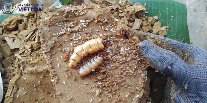 Mục đích của dịch vụ diệt mối
