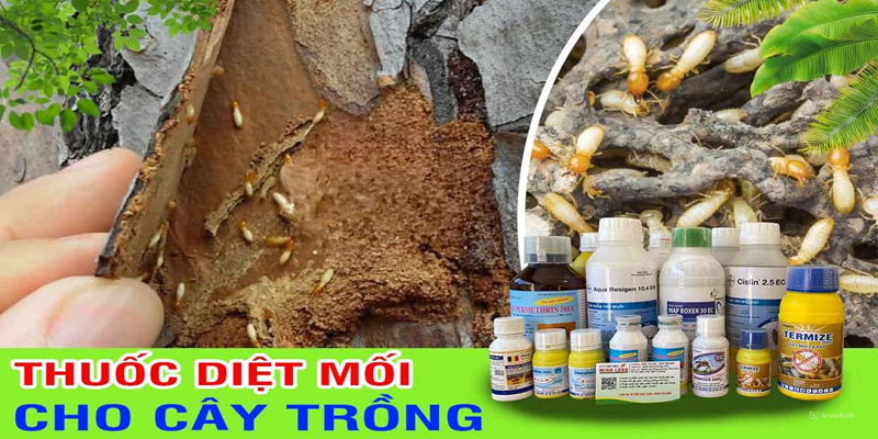 Những loại thuốc diệt mối ăn cây trồng hiệu quả