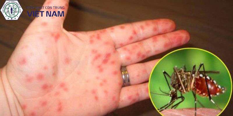 Tác hại của loài muỗi đối với con người