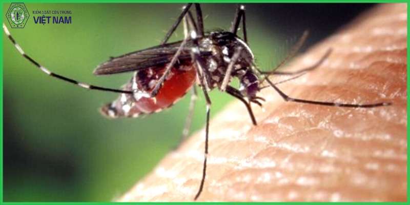 Ưu điểm khi sử dụng dịch vụ diệt muỗi tại Vietnam Pest Control