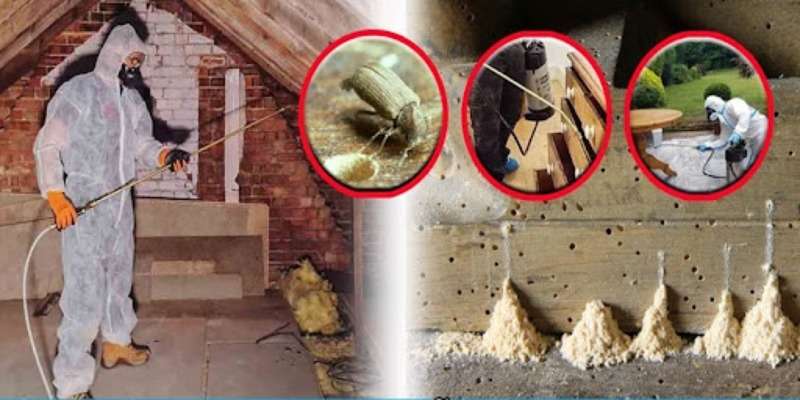 Ưu thế trong dịch vụ diệt mọt của Pest Control