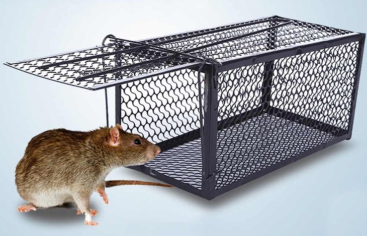 BẪY CHUỘT LỒNG SẮT