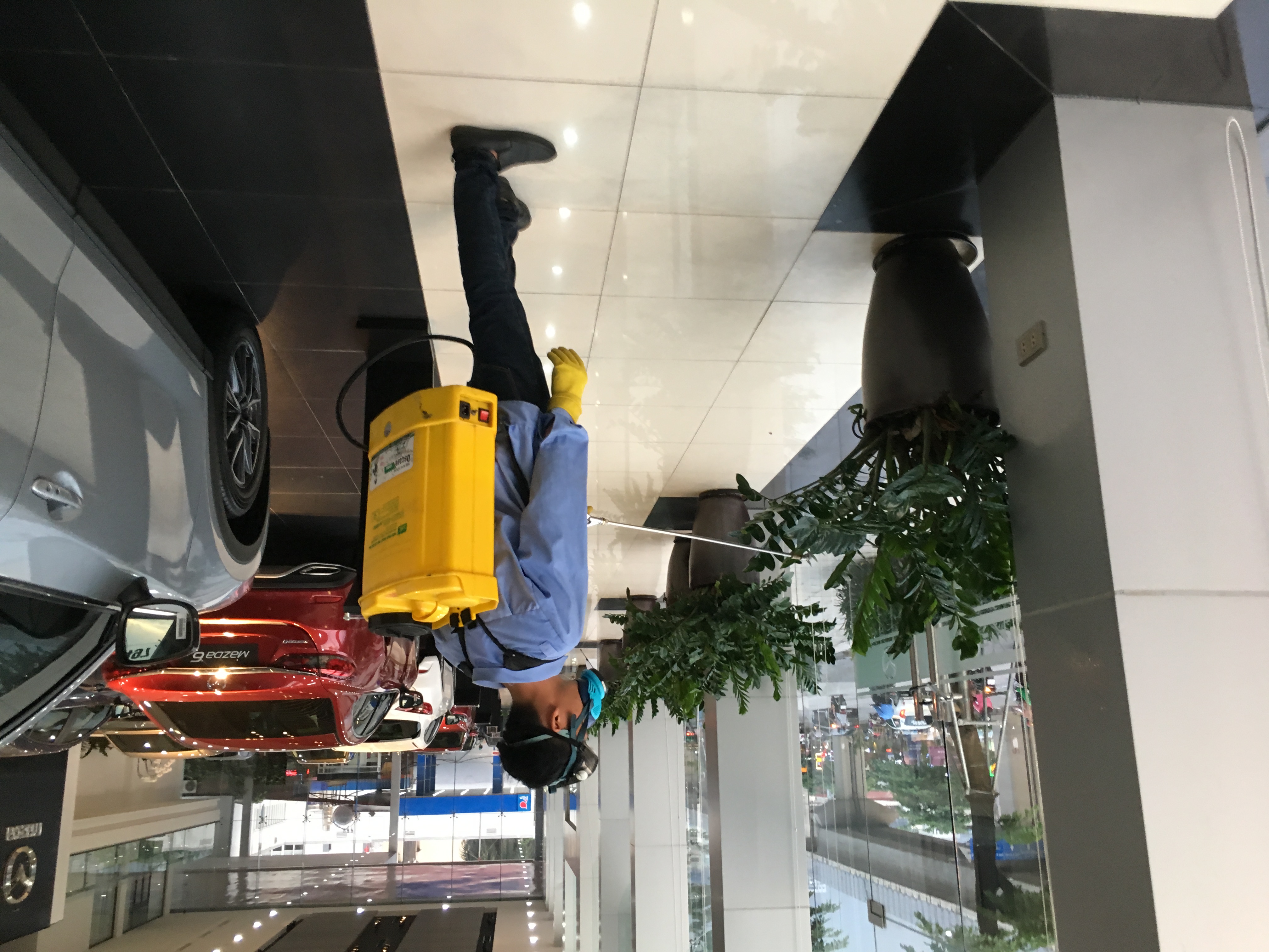 phun thuốc diệt muỗi ở showroom oto