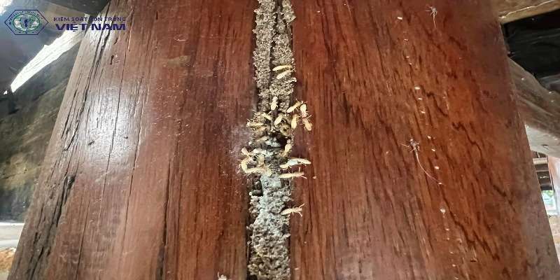 Các cách diệt mối trong tường nhà đơn giản hiệu quả