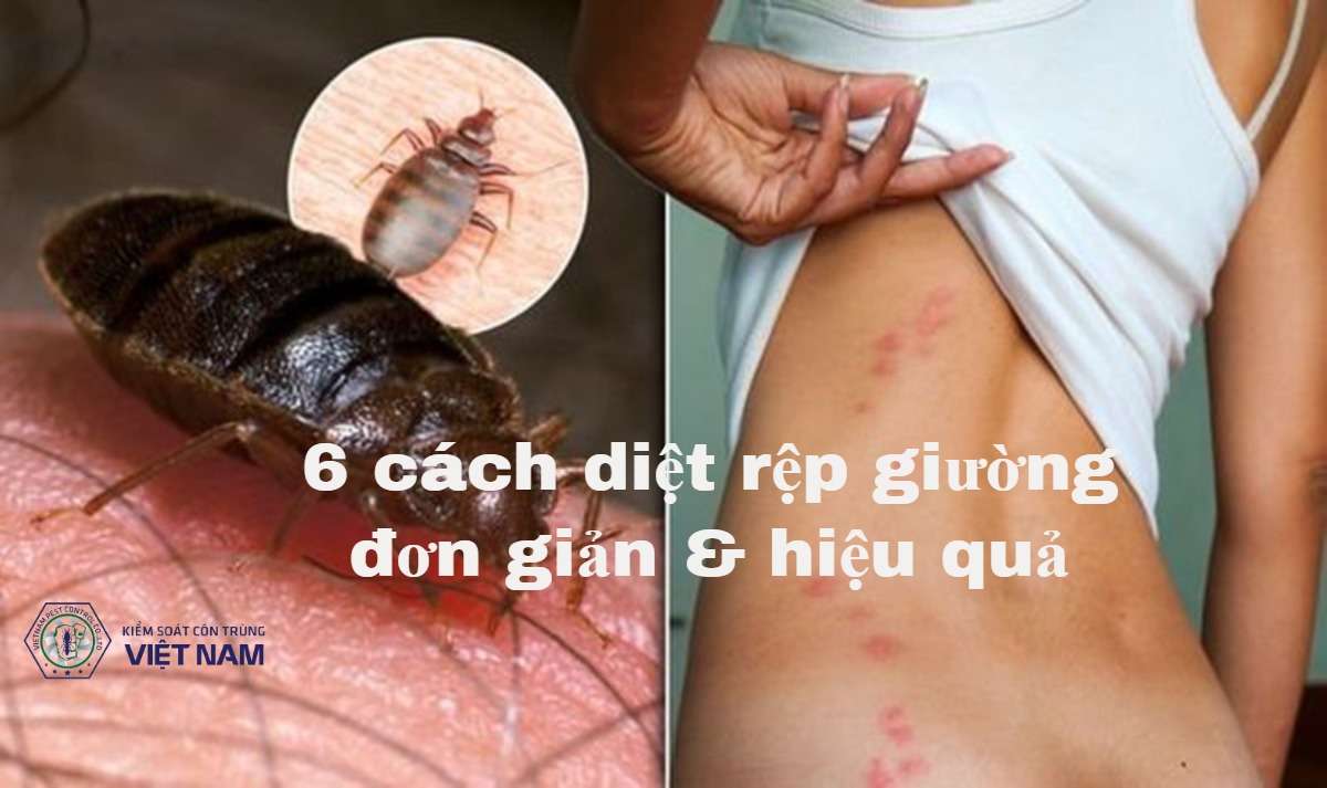 6 cách diệt rệp giường hiệu quả, bảo vệ giấc ngủ cả nhà