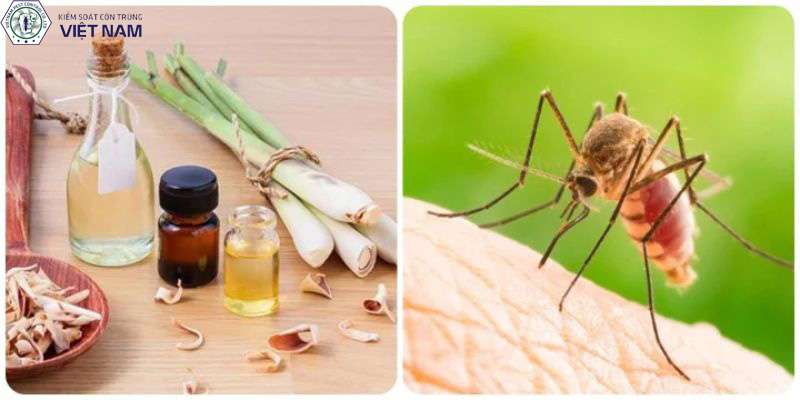 Cách diệt muỗi trong nhà bằng tinh dầu tự nhiên 