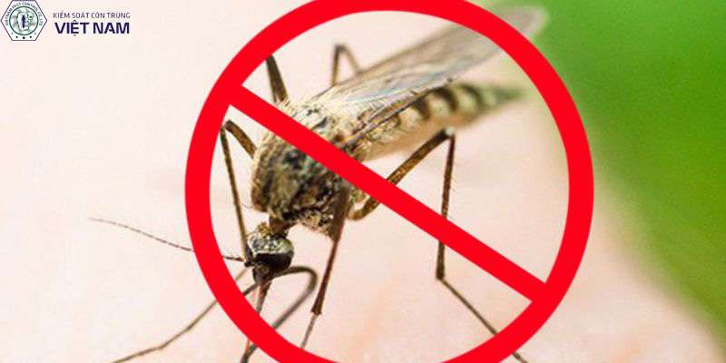 Mua thuốc diệt muỗi ở đâu Hà Nội giá tốt, uy tín?